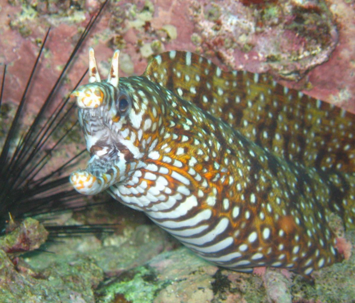 Enchelycore pardalis (Murena drago)